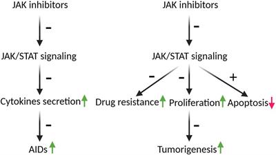 Potential applications of JAK inhibitors, clinically approved drugs against autoimmune diseases, in cancer therapy